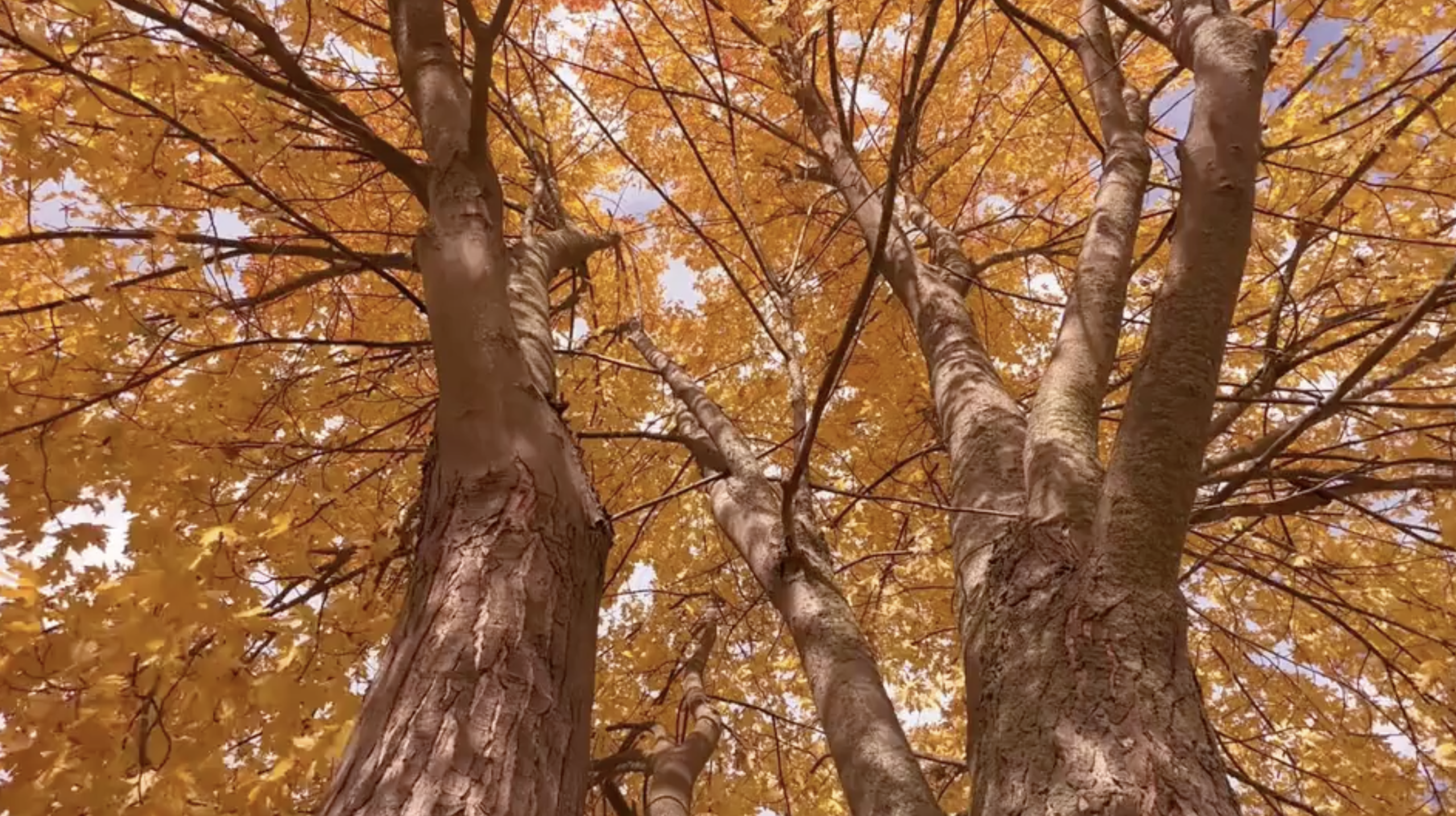 Fall Update